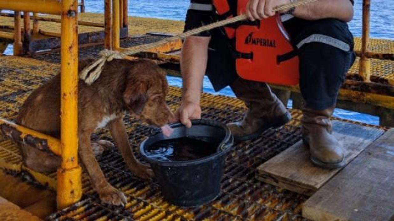Kıyıdan 220 kilometre açıkta yüzen köpek bulundu