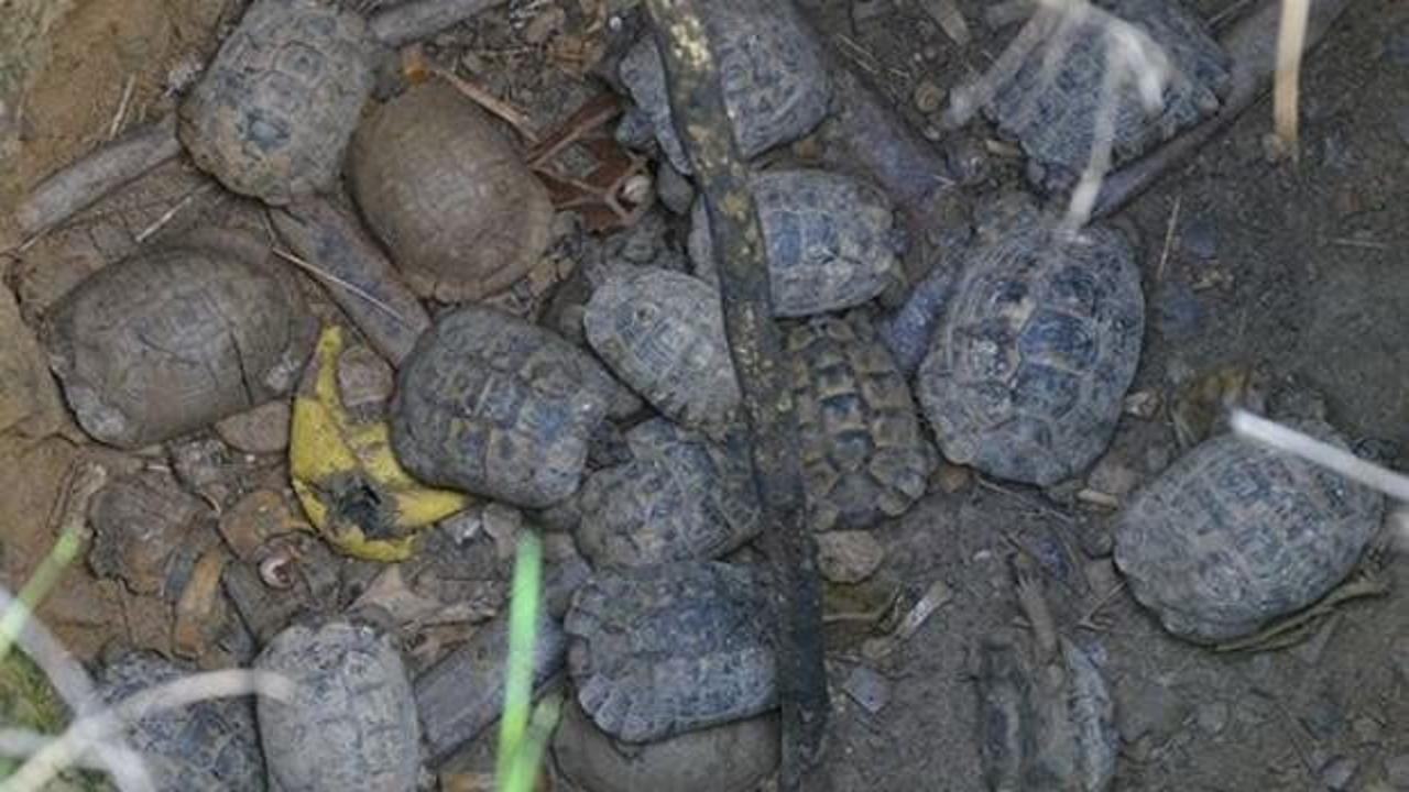 Kuyuda mahsur kalan 17 kaplumbağa &ouml;lmek &uuml;zereyken kurtarıldı