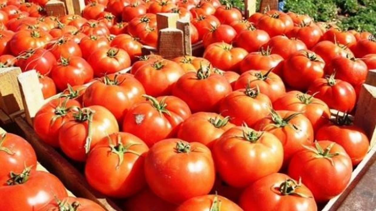 Türkiye 57 ülkeye domates ihraç etti