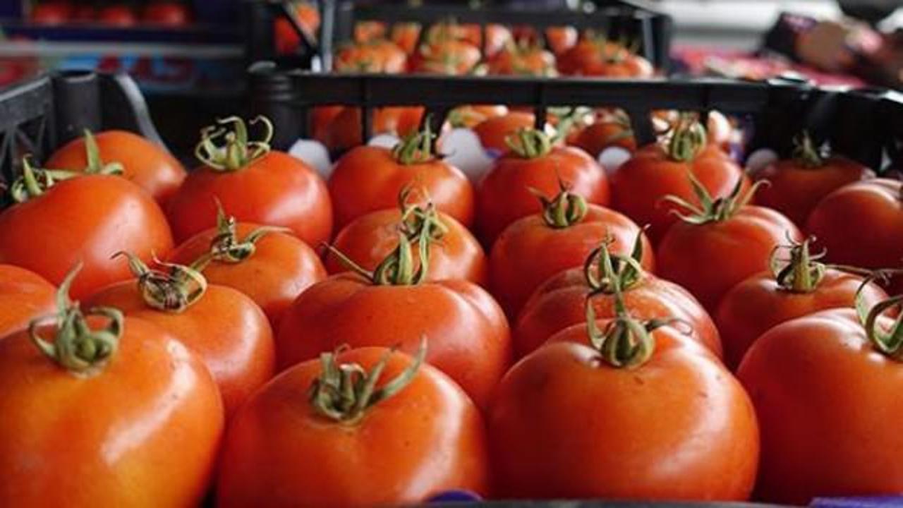 Rusya'ya ihracata domates, mandarin ve limon katkısı
