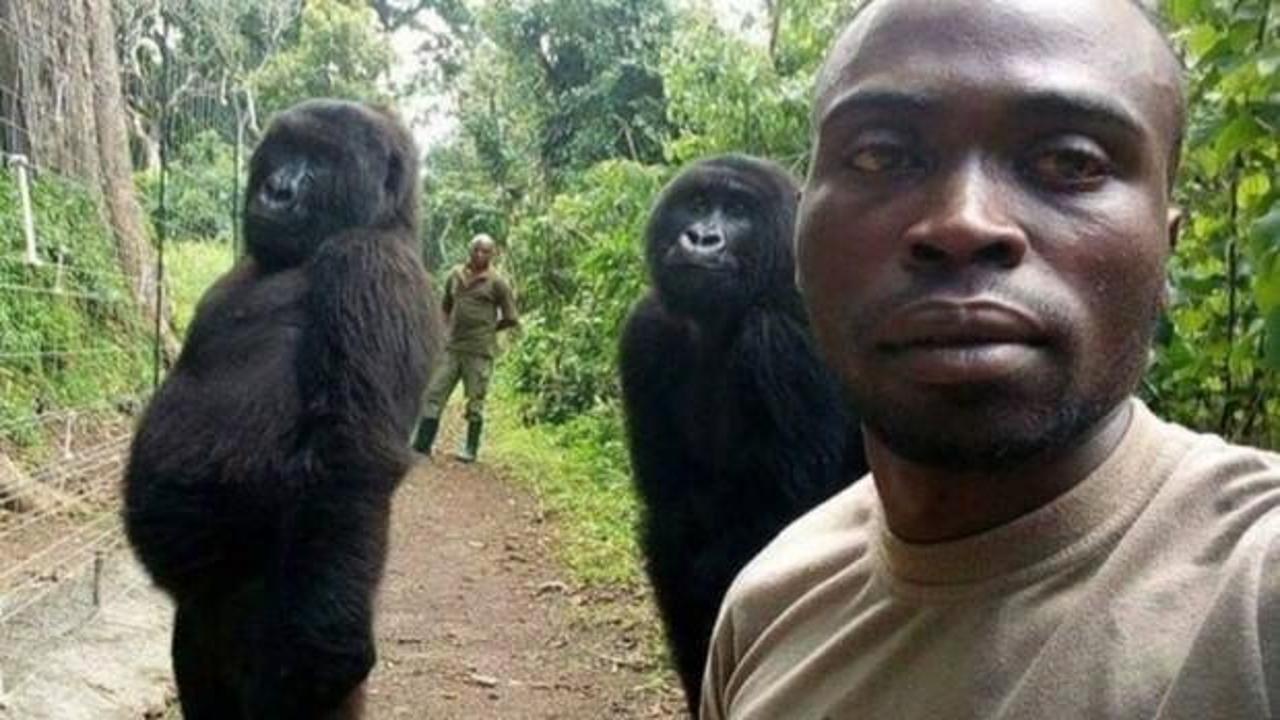 Goriller ve insanlar... Dünya bu görüntüyü konuşuyor