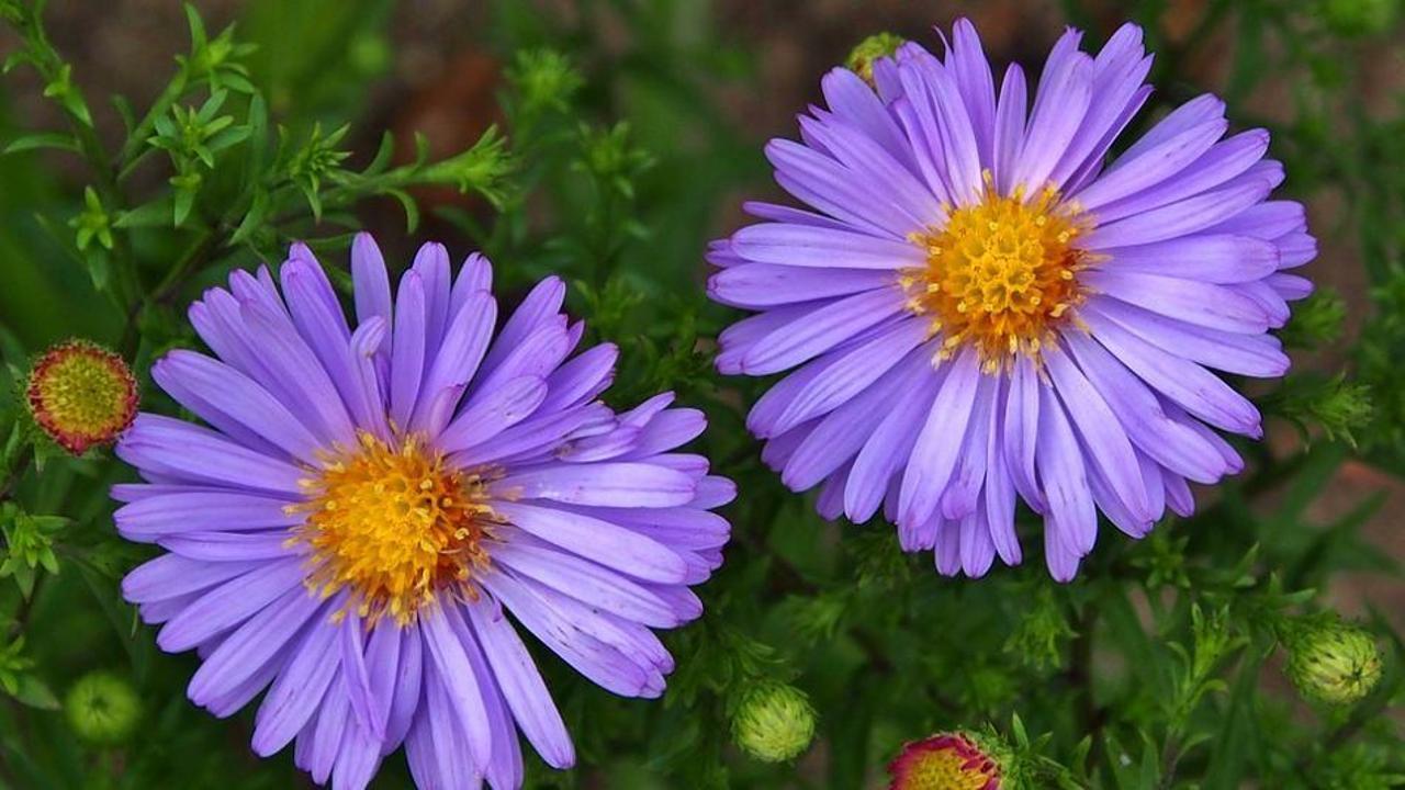 Evde Aster çiçeği nasıl bakılır?