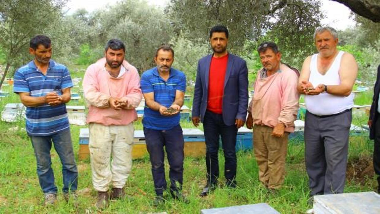 Şoku yaşadılar! Binlercesi &ccedil;ırpına &ccedil;ırpına telef oldu