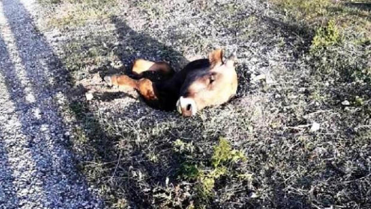 G&ouml;zlerine inanamadılar! Vatandaşlar kurtardı&hellip;