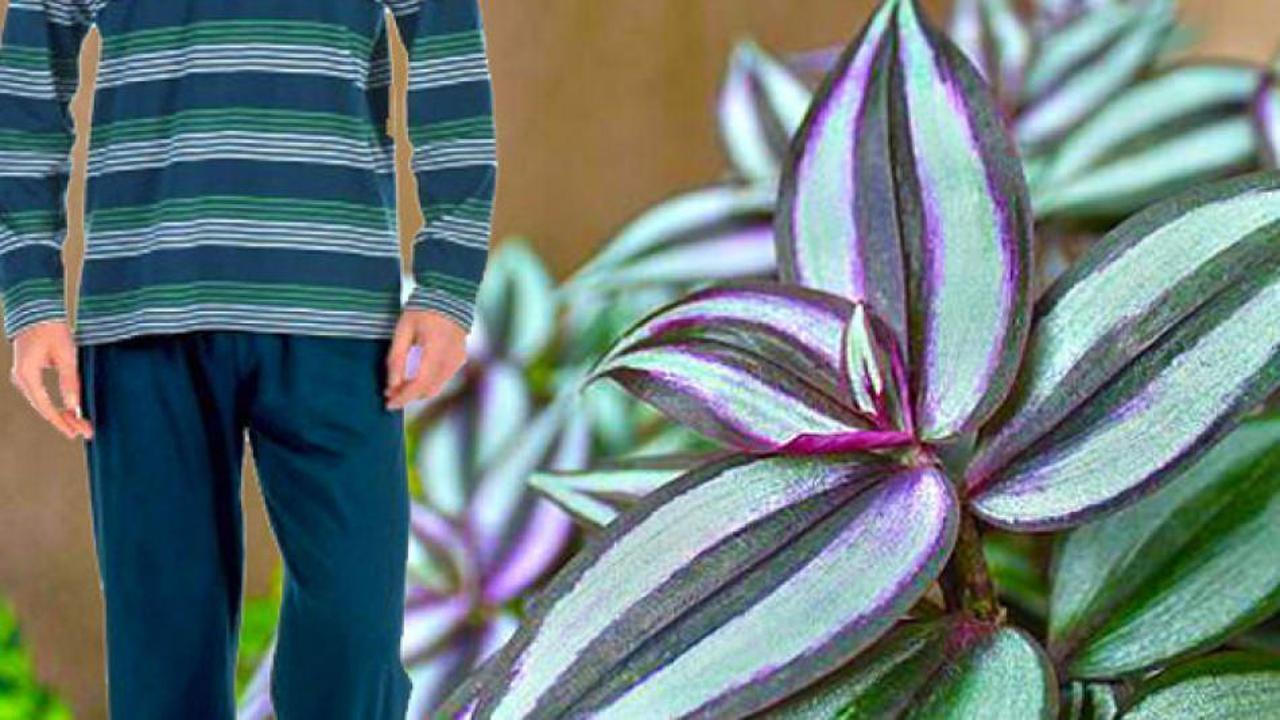 Telgraf çiçeği bakımı nasıl yapılır?