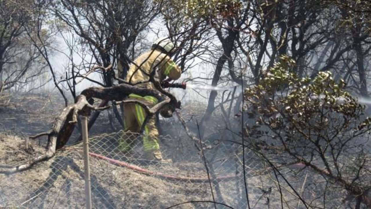 Kavacık'ta orman yangını! İtfaiye alarma geçti