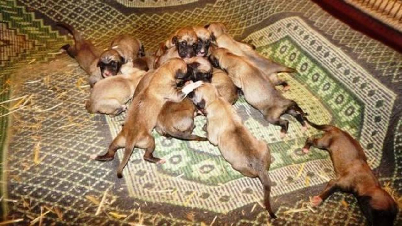 Tam 18 yavru d&uuml;nyaya getirdi!