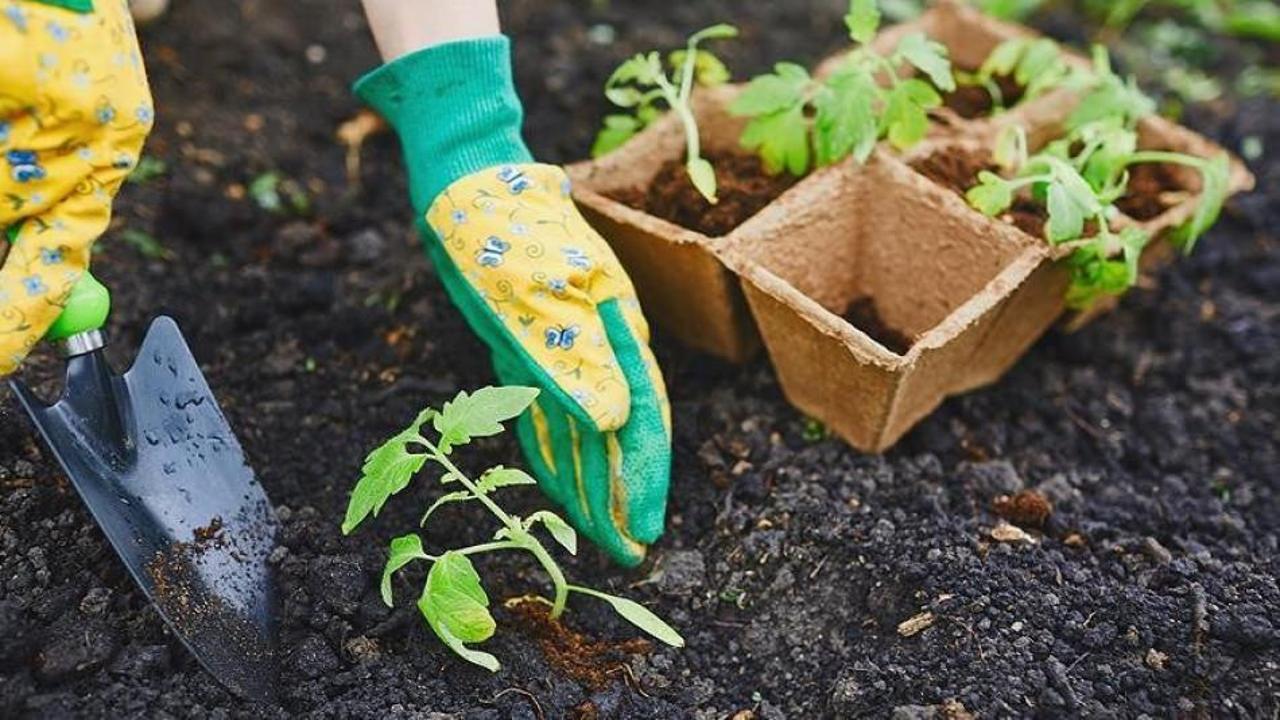 Toprak çeşitleri nelerdir? Hangi bitki hangi toprakta yetişir?