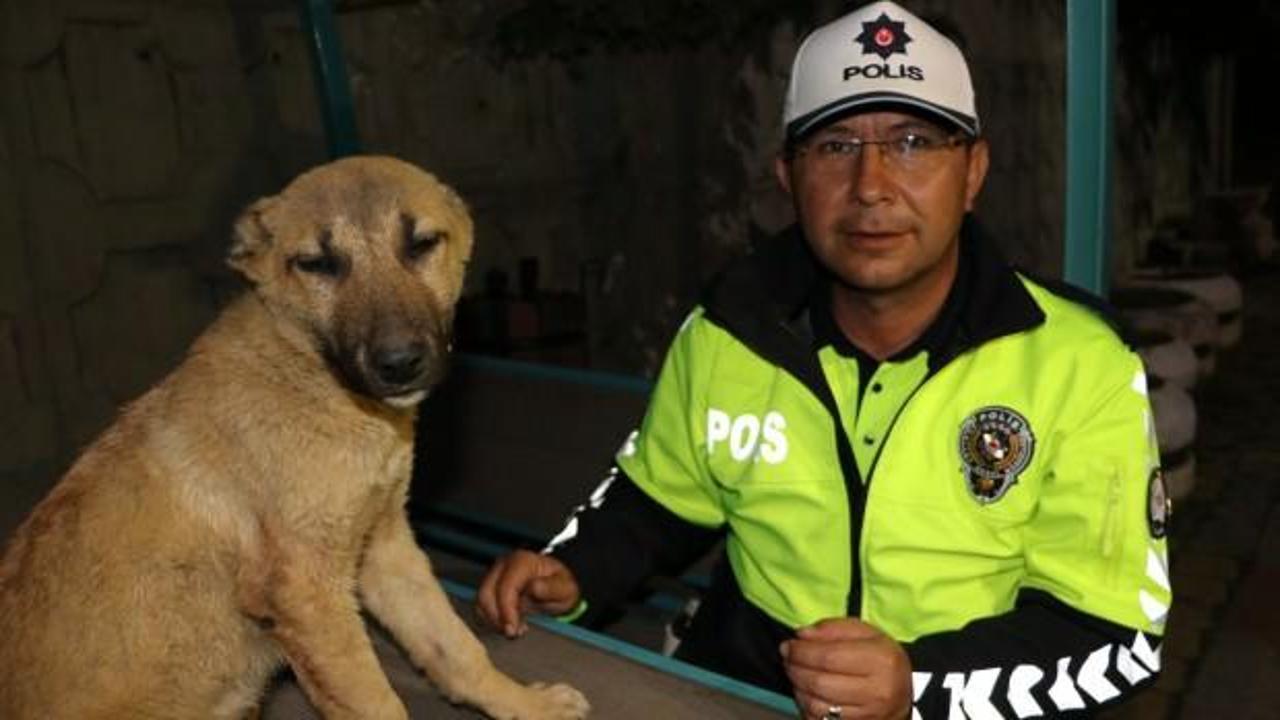 Yaralı köpeğe polis sahip çıktı