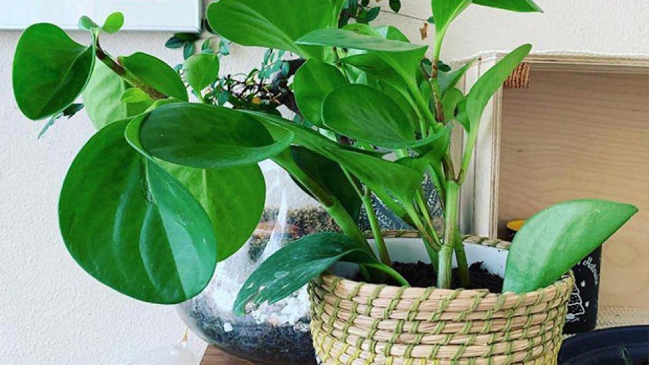 Zümrüt dalgası çiçeği bakımı