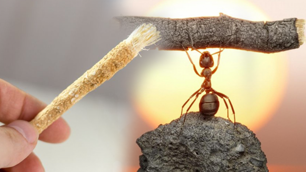 Misvak nasıl kullanılır, ne işe yarar? Misvağın şaşırtıcı faydaları...