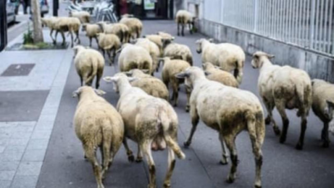 Sınıf kapanmasın diye koyunlara kayıt yapıldı