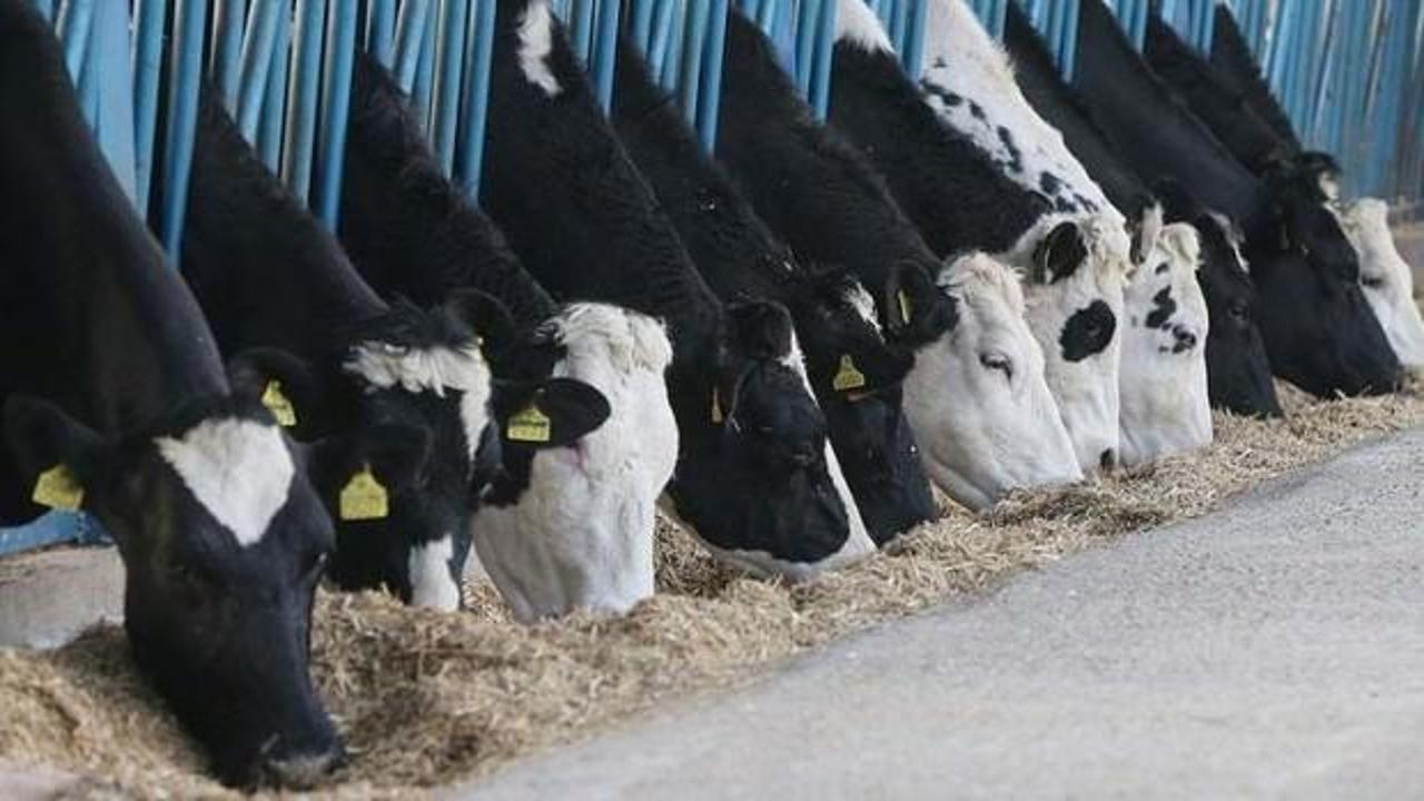 Toplanan inek sütü miktarı açıklandı
