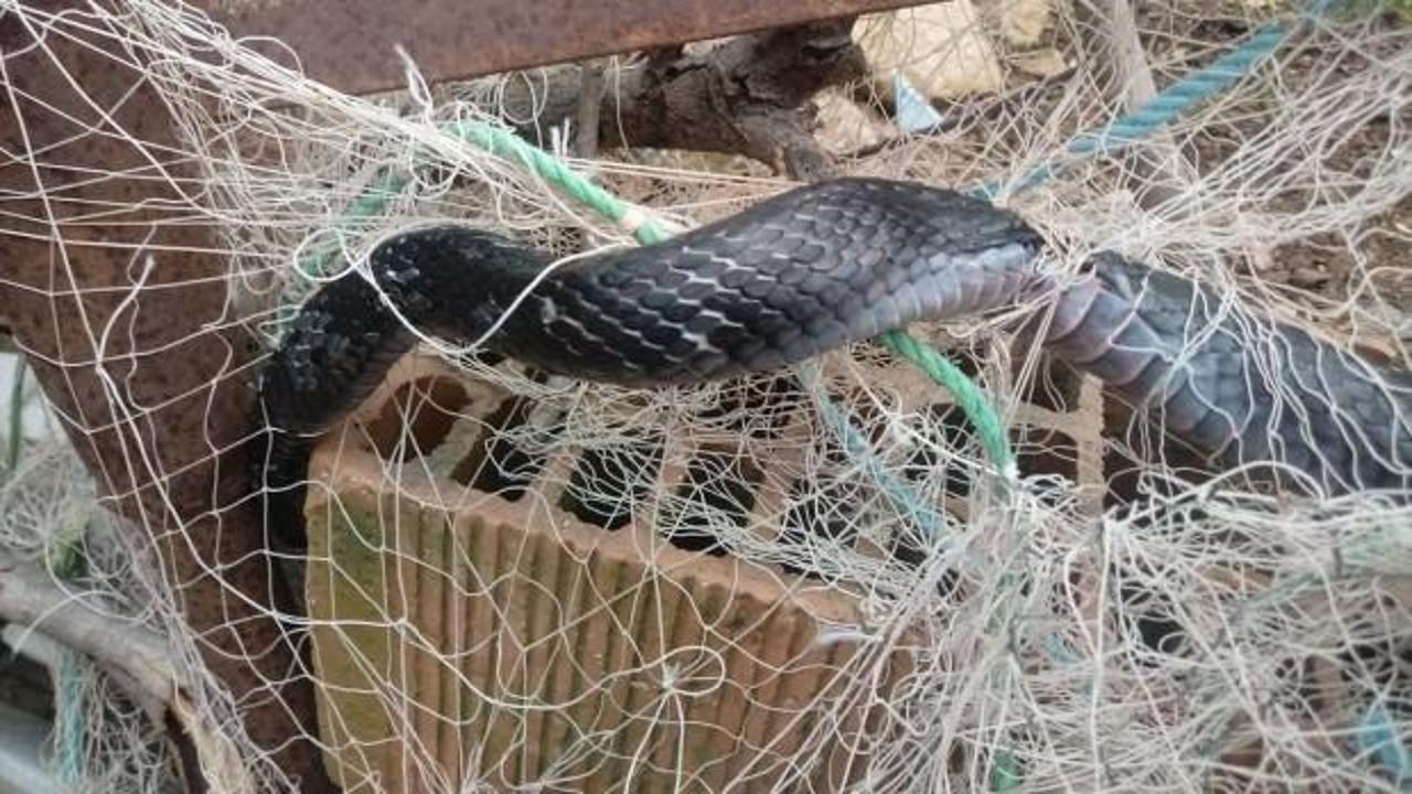 Evinin bah&ccedil;esindeki ağa &ouml;yle bir şey takıldı ki!