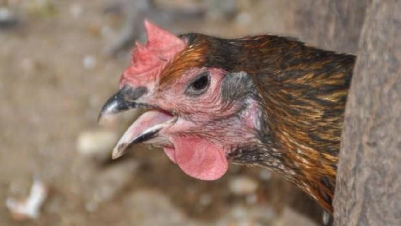 Herkes bu işe şaştı kaldı! Tavuk horoz gibi &ouml;tt&uuml;