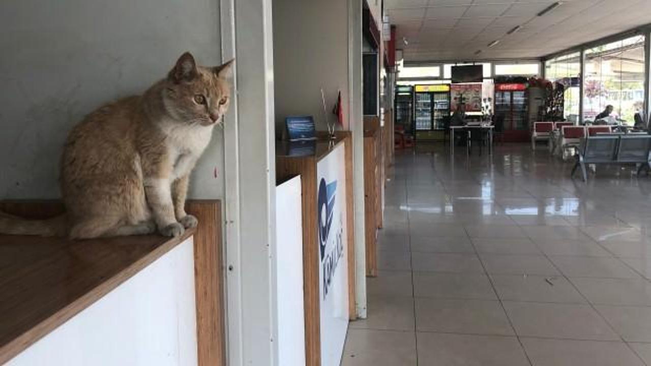 K&ouml;peklerin korkulu r&uuml;yası olan kedi!