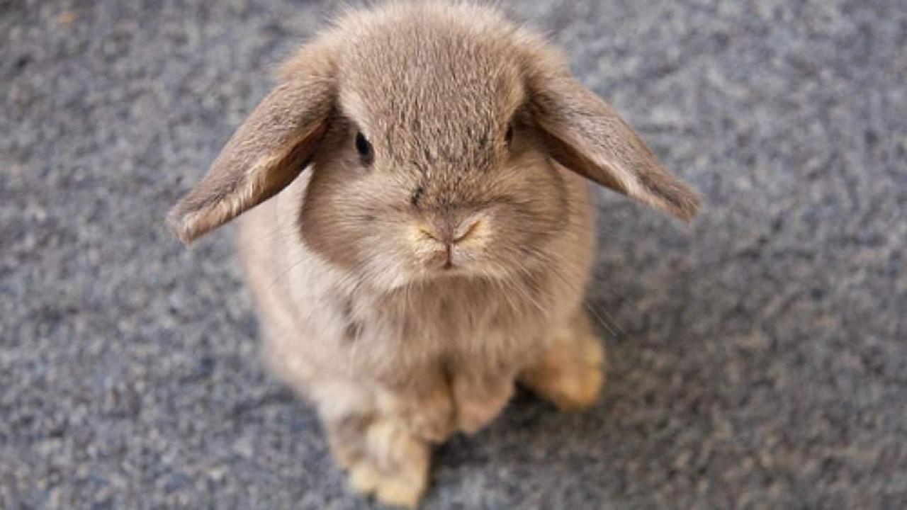 Tavşan bakımı nasıl olmalıdır? Tuvalet eğitimi nasıl yapılır?