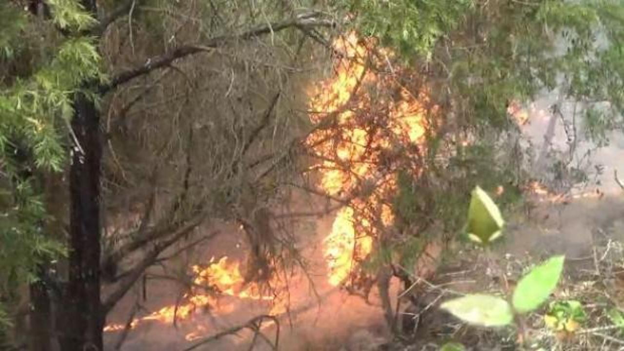 Çanakkale'de ormana yıldırım düştü; 2 hektar alan yandı