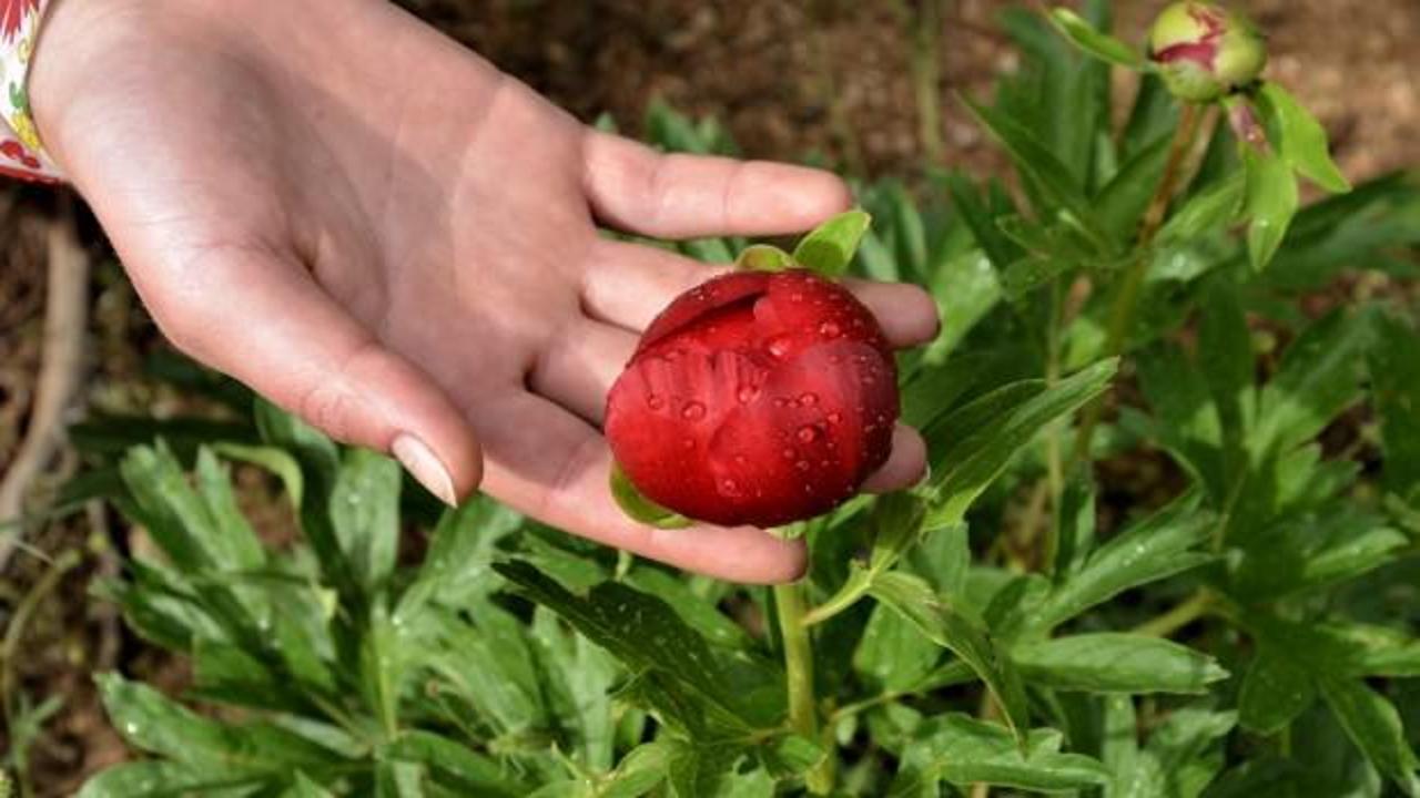 Denizli'de bulundu!  İtecik lalesi...
