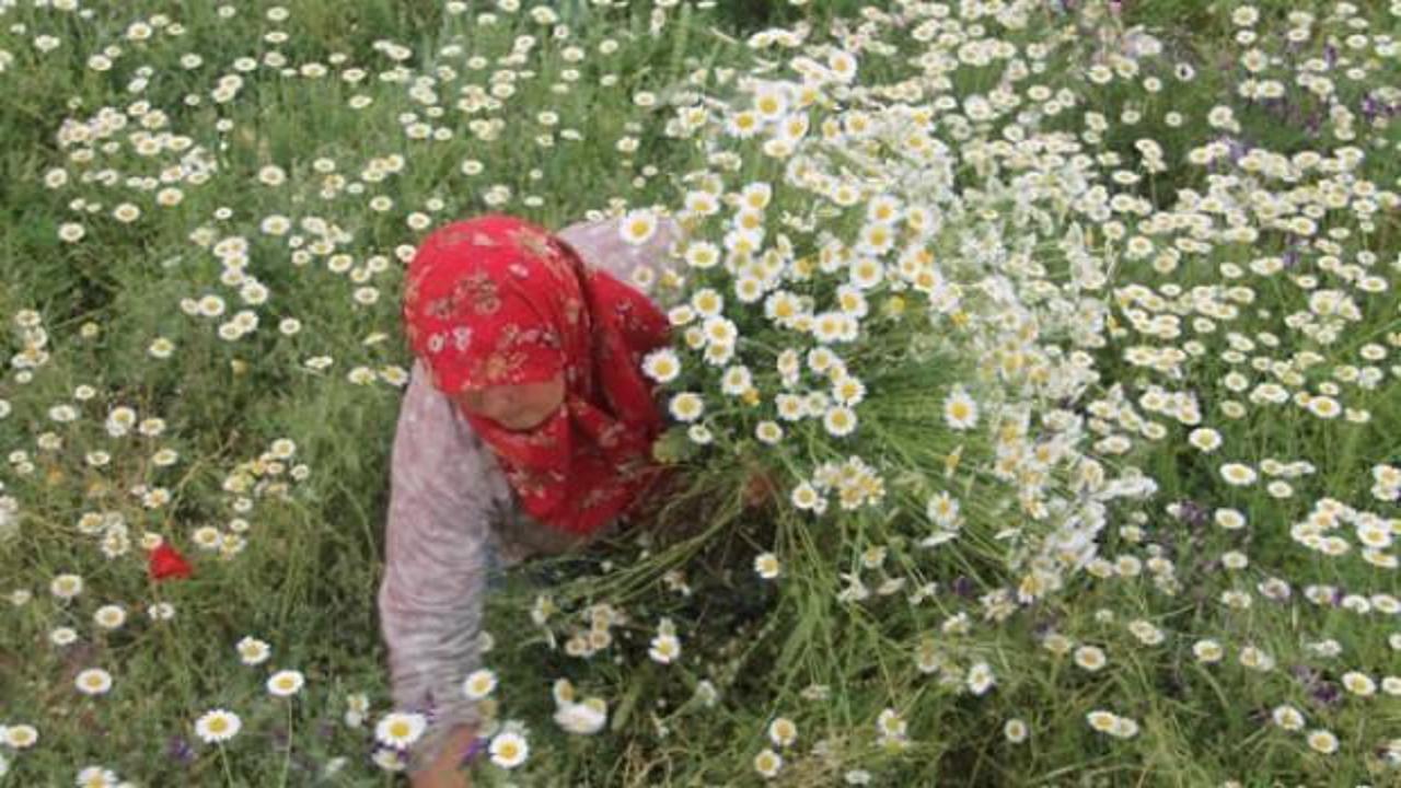 Kadınlar ekmeğini kırdan &ccedil;ıkarıyor!