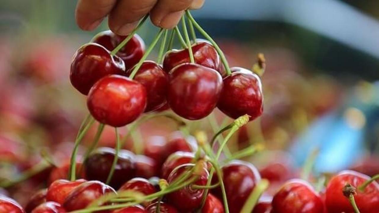 Türk kiraz ve üzümü ihracatta yeni pazarlara açıldı