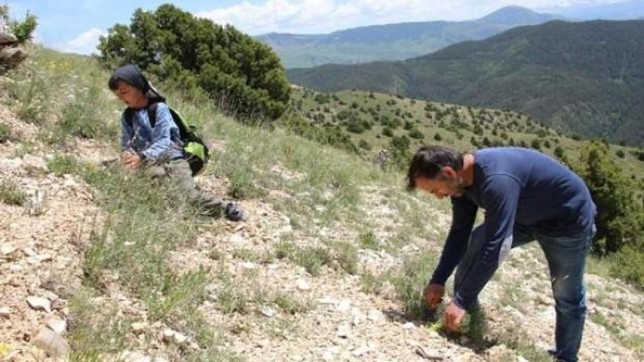 '&Ccedil;aşır' otunda şifa arıyorlar!