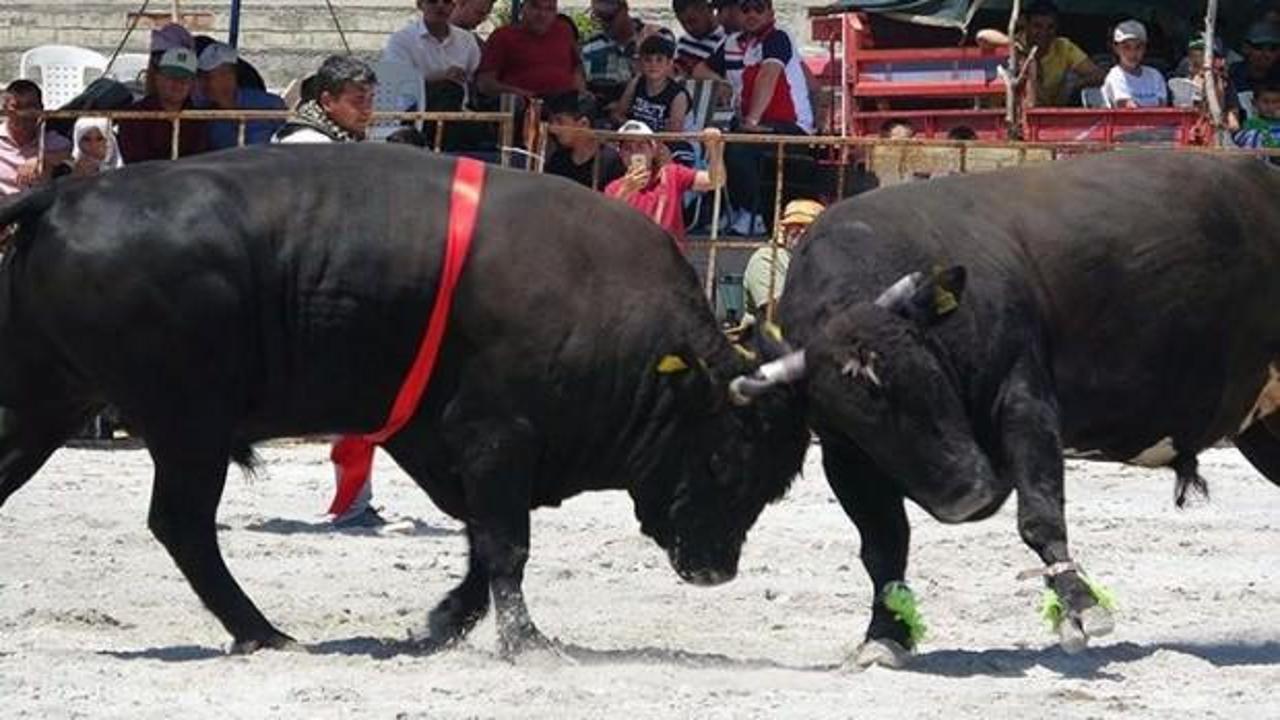 &Ccedil;iti yıkan boğa seyircinin arasına aldı
