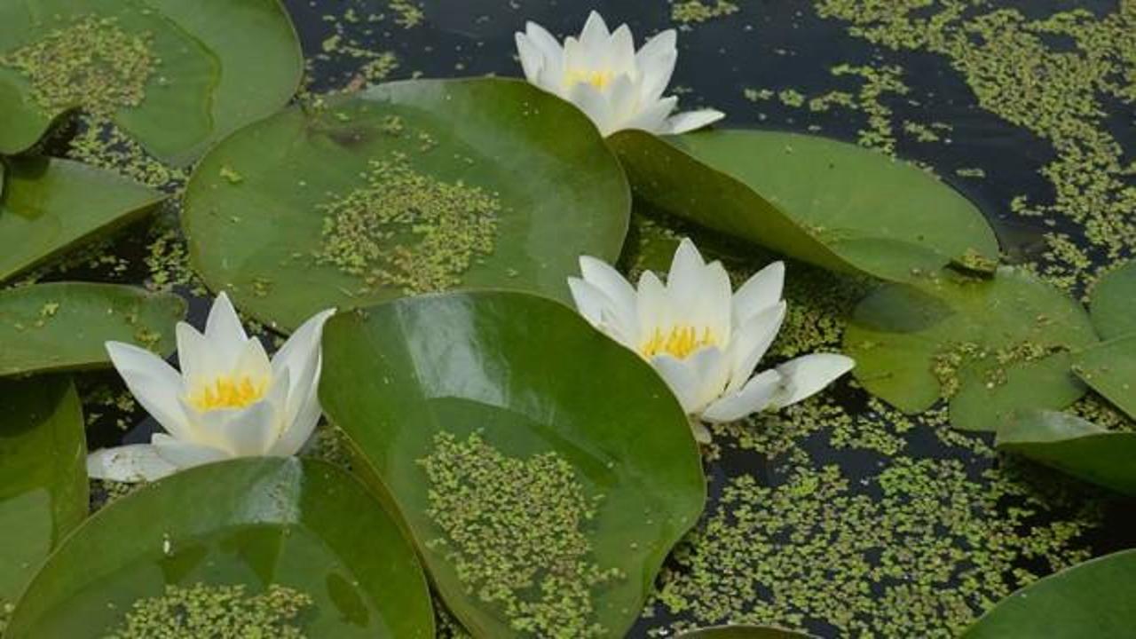 Eber Gölü'ndeki 'lotus' manzarası büyülüyor