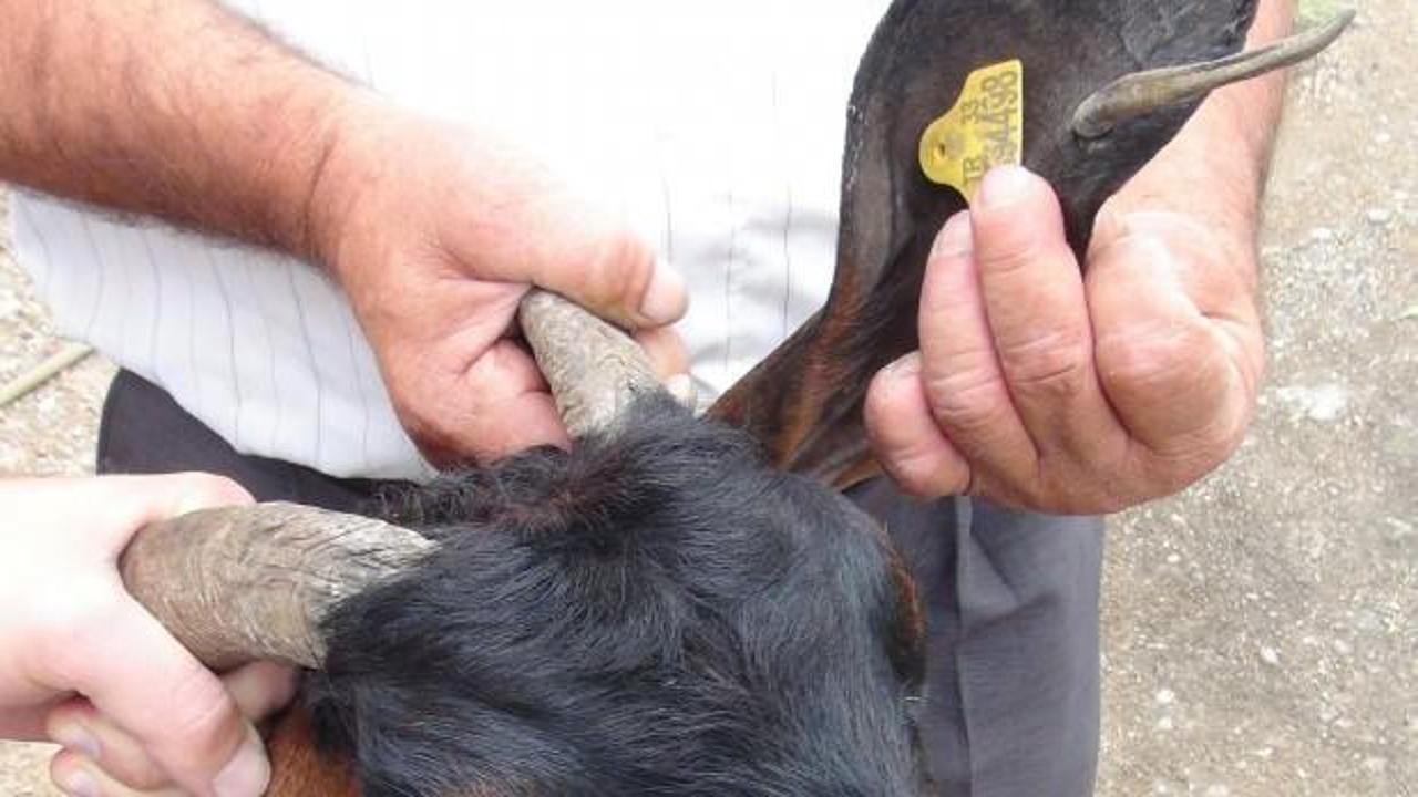 Ke&ccedil;inin kulağından boynuz &ccedil;ıktı