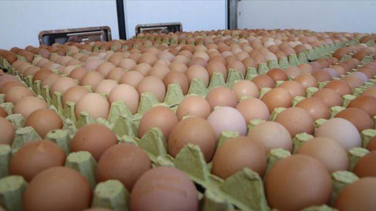 Ordu'da hedef yılda 16 milyon organik yumurta