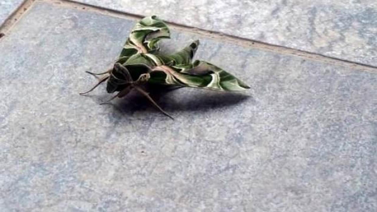 Bodrum'da nadir rastlanan mekik kelebeği görüldü