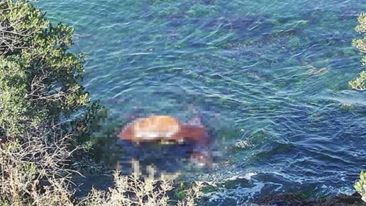 B&uuml;y&uuml;kada sahilinde &ouml;l&uuml; at şoku