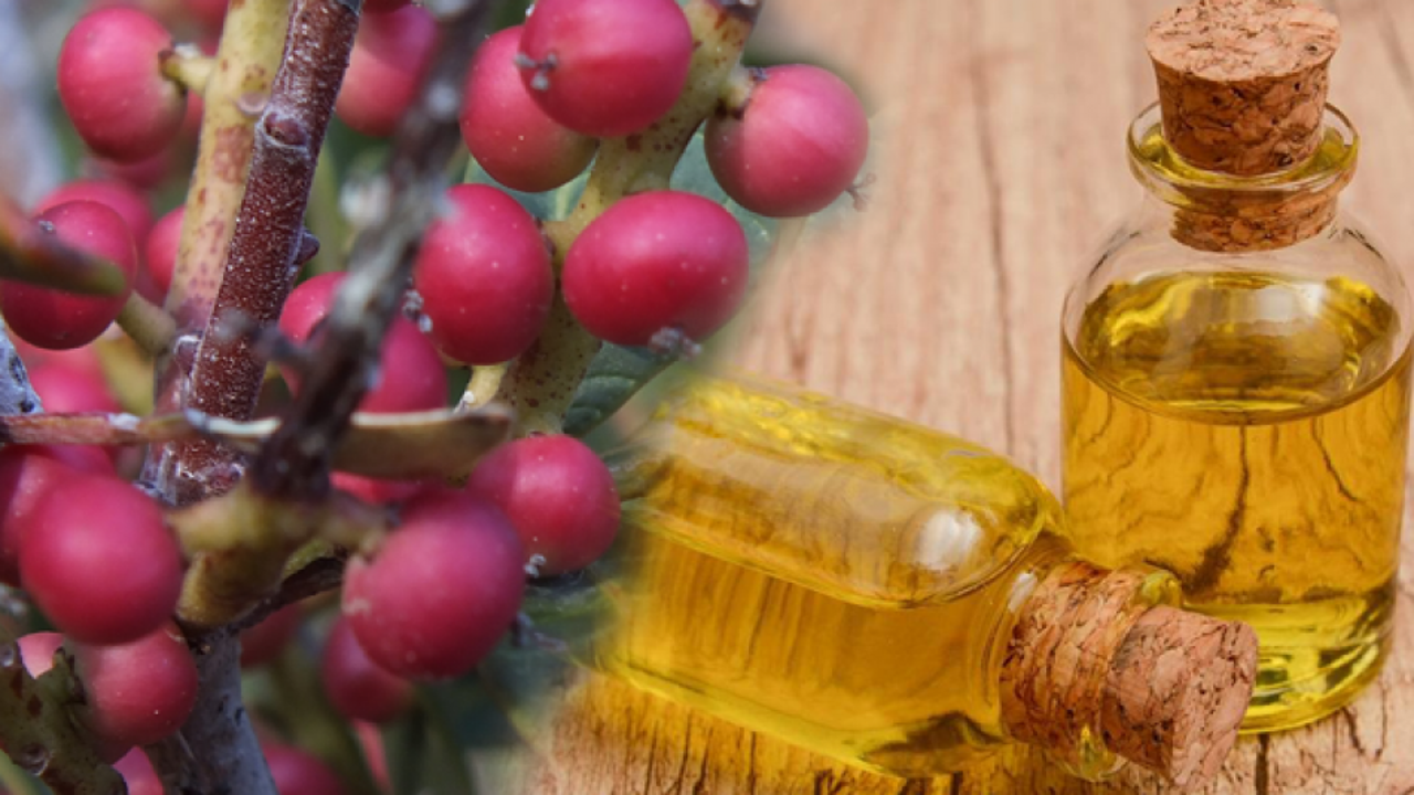 Çitlembik (Menengiç) meyvesinin faydaları nelerdir? Çitlembik yağı ne işe yarar?