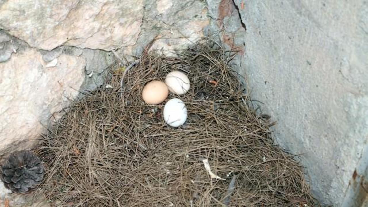 K&uuml;mese kamera yerleştirdi, hırsızı g&ouml;r&uuml;nce şaşkına d&ouml;nd&uuml;
