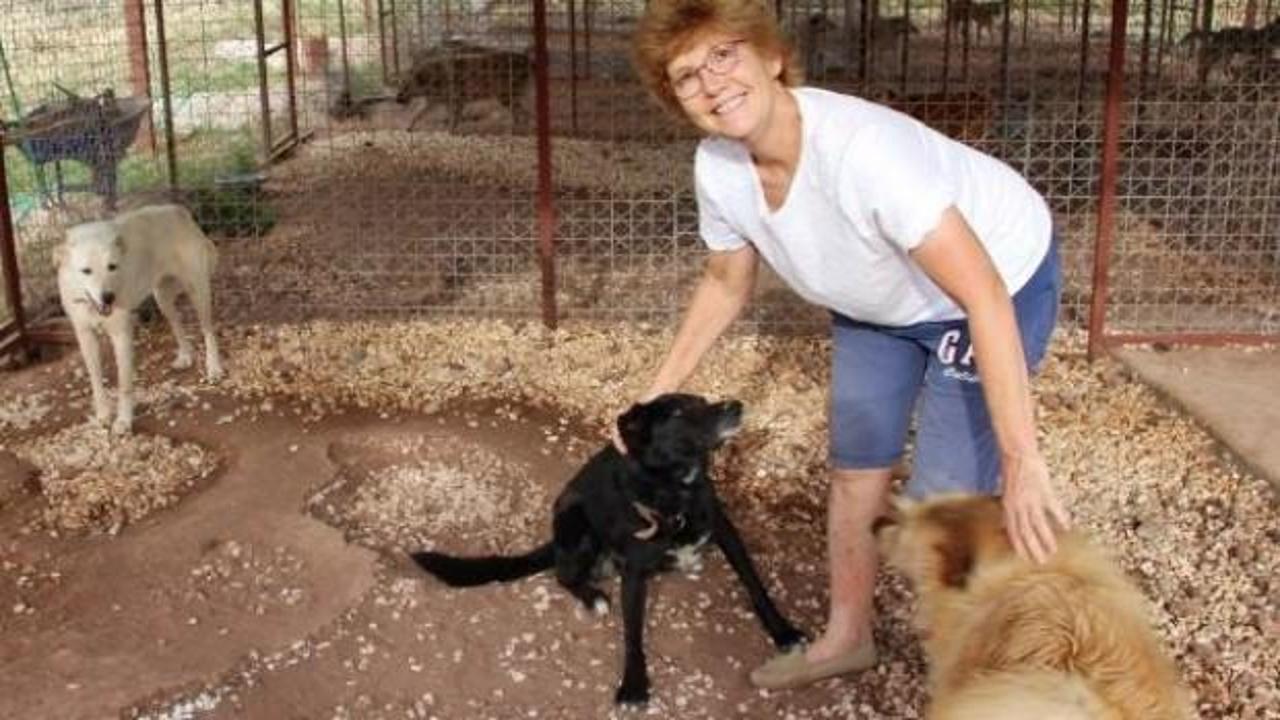 İngiliz emekli &ouml;ğretmen 33 sokak k&ouml;peğine bakıyor