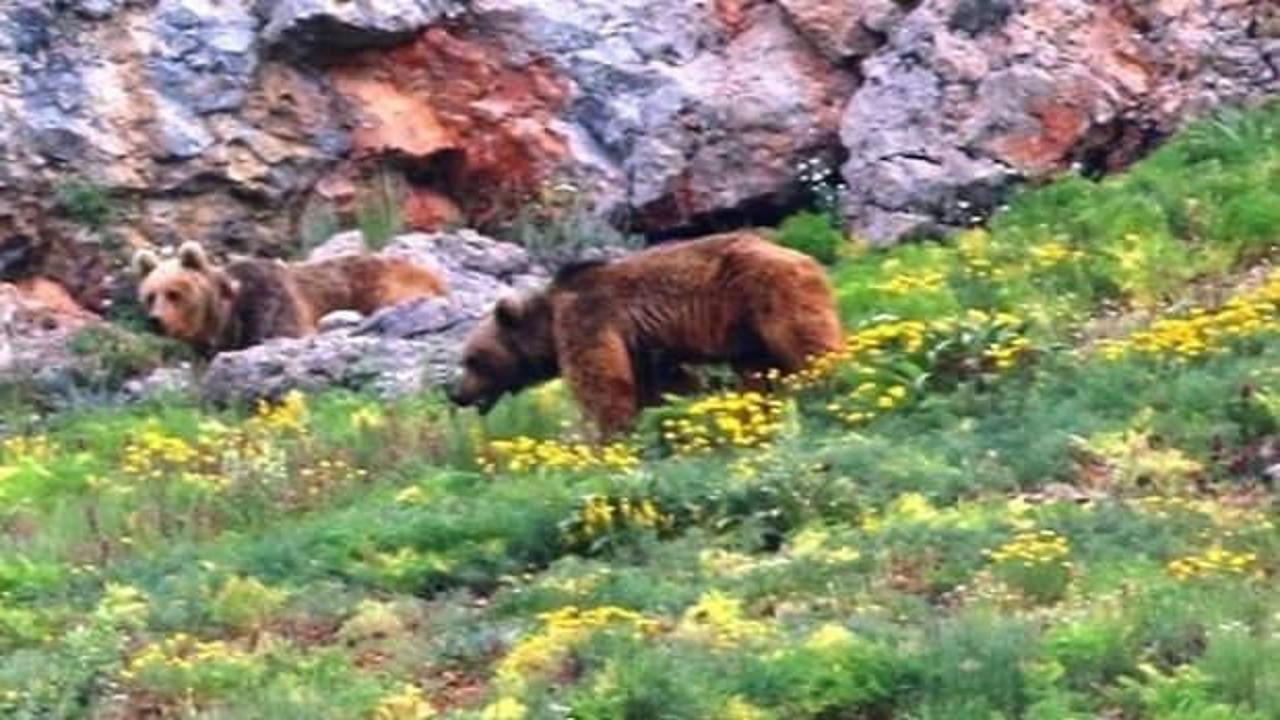 Karadeniz dağlarında g&ouml;r&uuml;nt&uuml;lendi