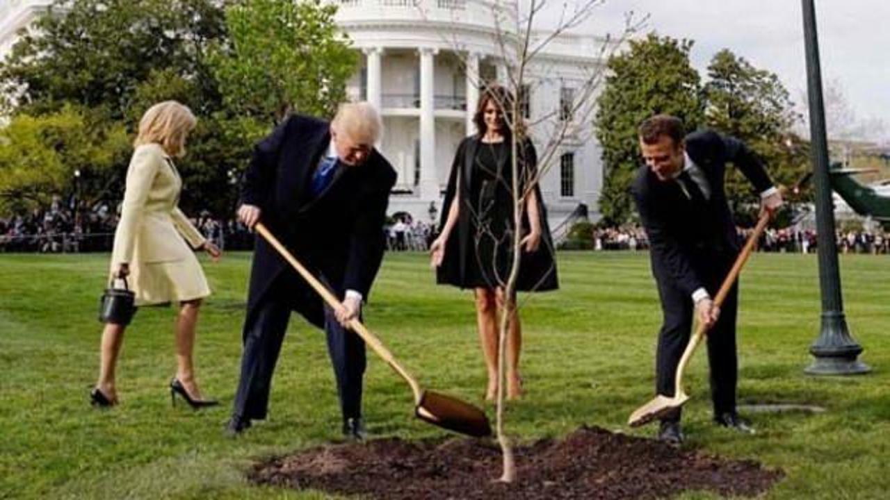 Macron ve Trump'un diktiği ağaç kurudu