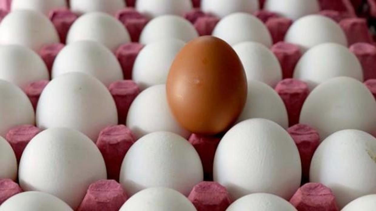 Tavuk yumurtasi üretimi geçen yıla göre arttı