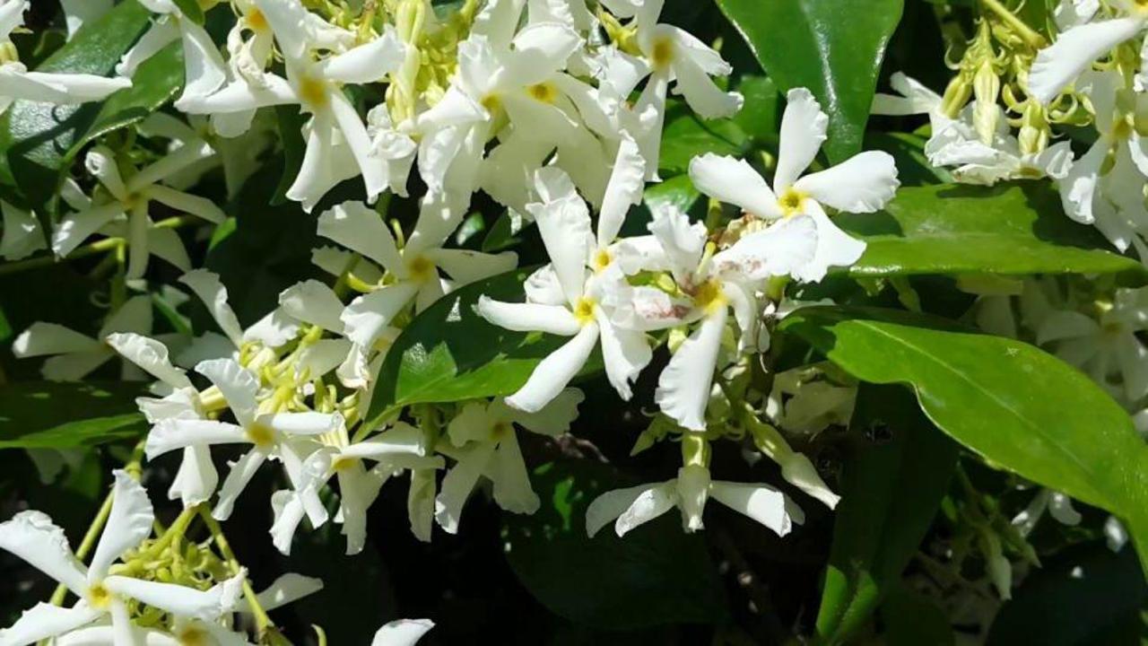 Yasemin çiçeğinin faydaları nelerdir? Doğada bulunan etkili adet söktürücü...