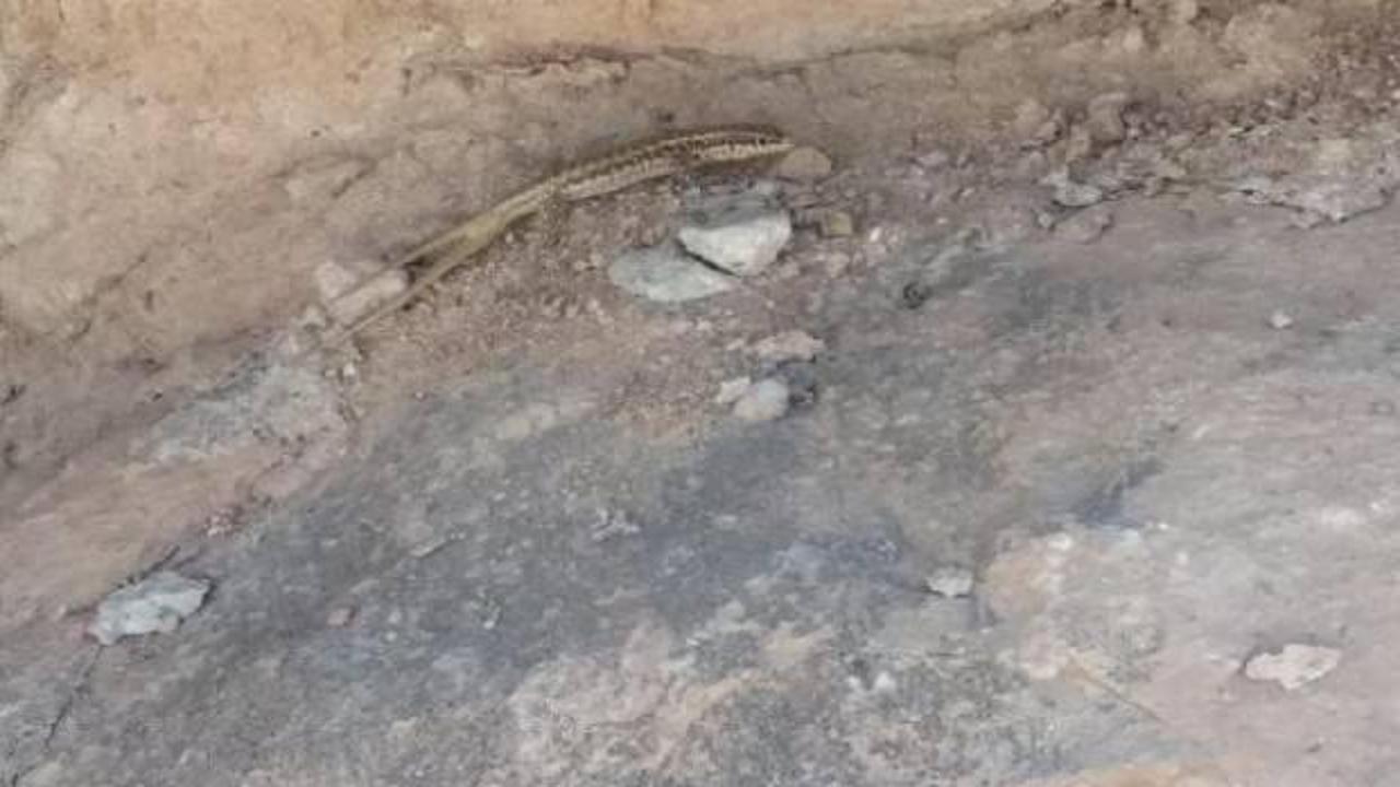 Batman'da g&ouml;r&uuml;ld&uuml;! &Ccedil;ift kuyruklu kertenkele