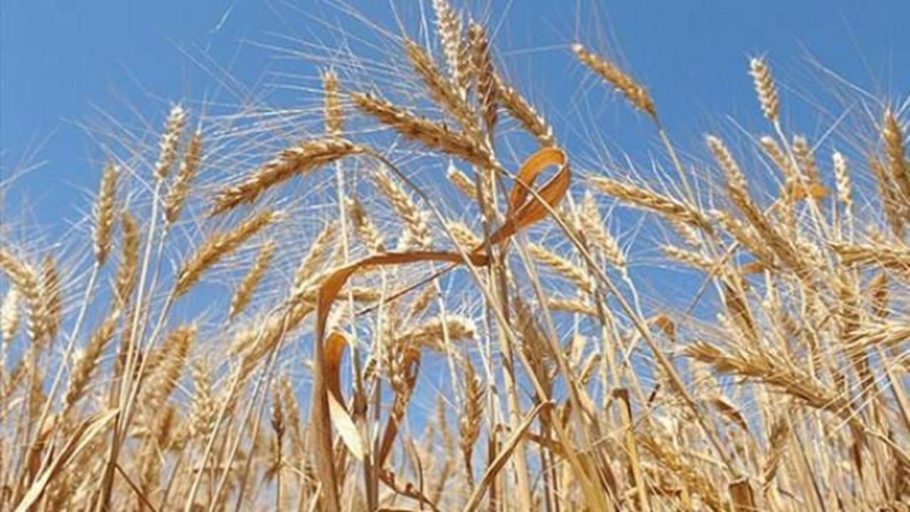 Buğdaydan 10 yılda 10 milyar dolarlık katma değer