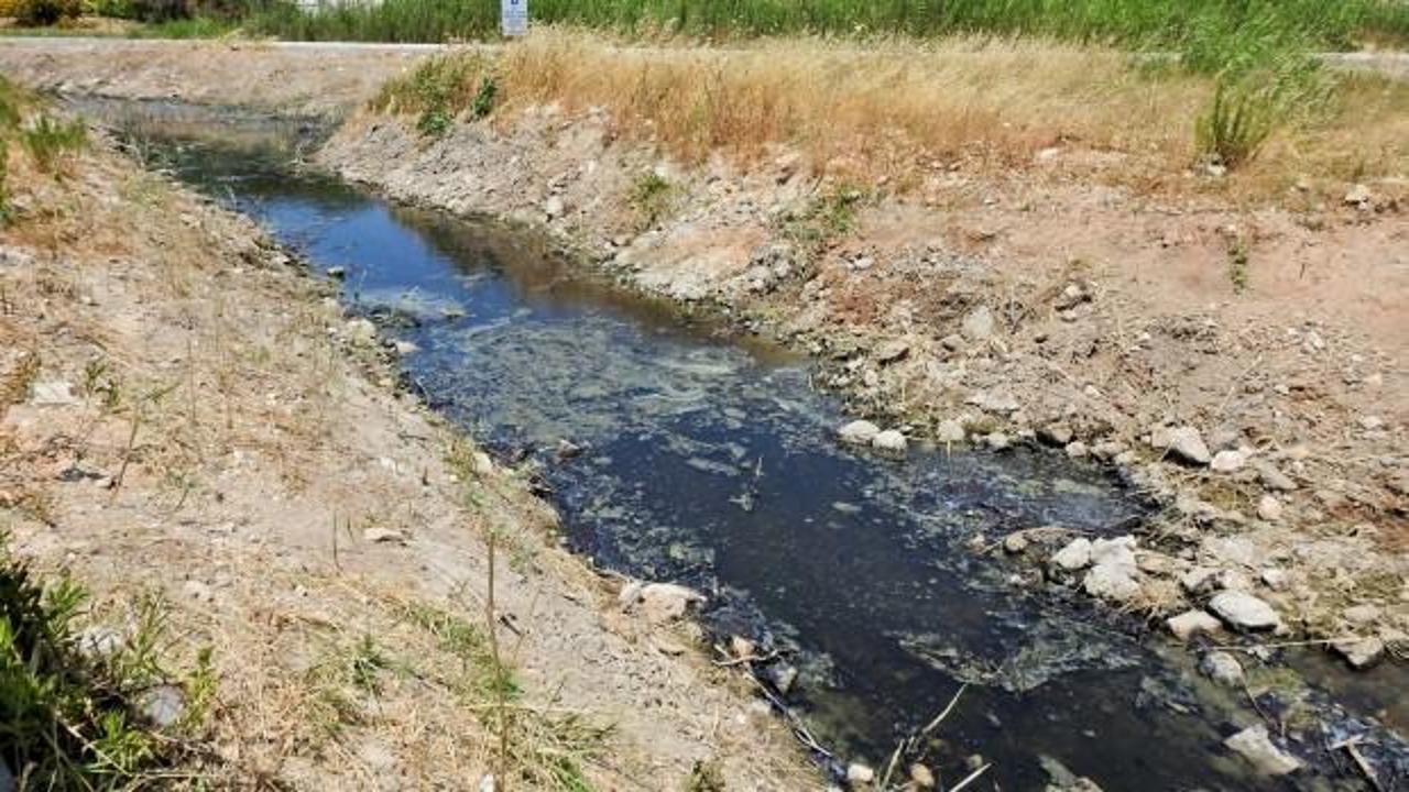 Çeşme'de dereden gelen kötü koku isyan ettirdi