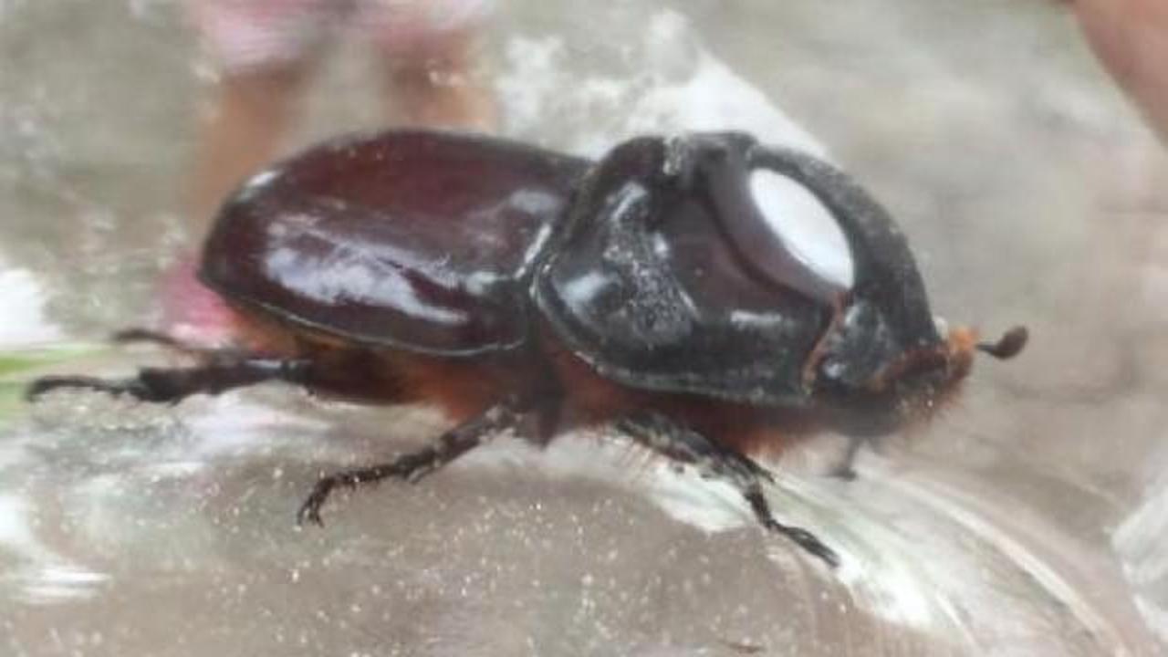 Kapısının önünde Gergedan Böceği buldu