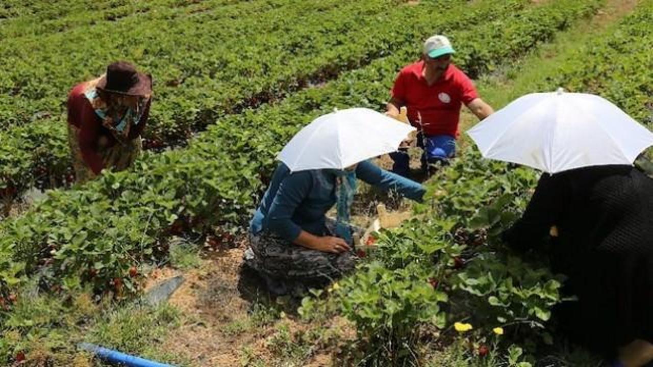 Tavsiye &uuml;zerine başladılar şimdi siparişlere yetişemiyorlar