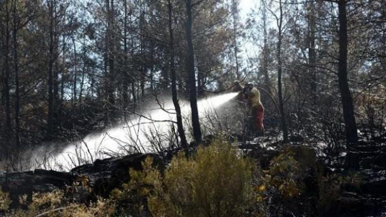 Alanya'da orman yangını; 5 dönüm alan kül oldu