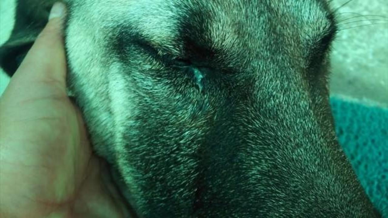 Kangal köpeğine göz ameliyatı