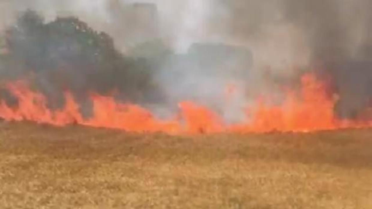 Silivri'de 6 dönümlük buğday tarlası yandı