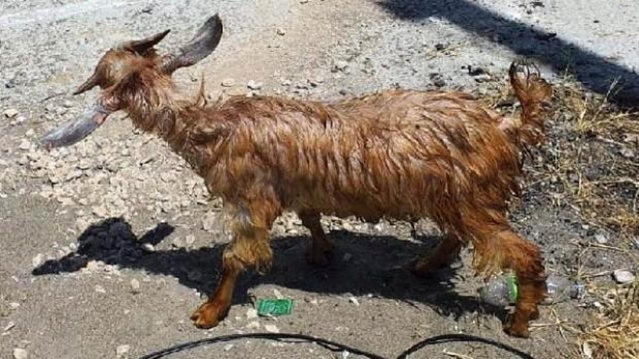 Sulama kanalına düşen keçiyi itfaiye kurtardı