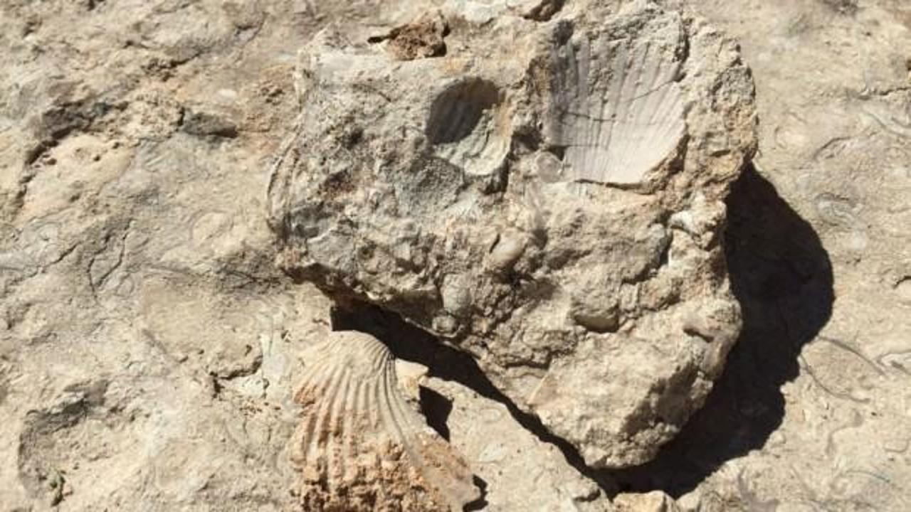 35 milyon yıllık fosiller incelenecek