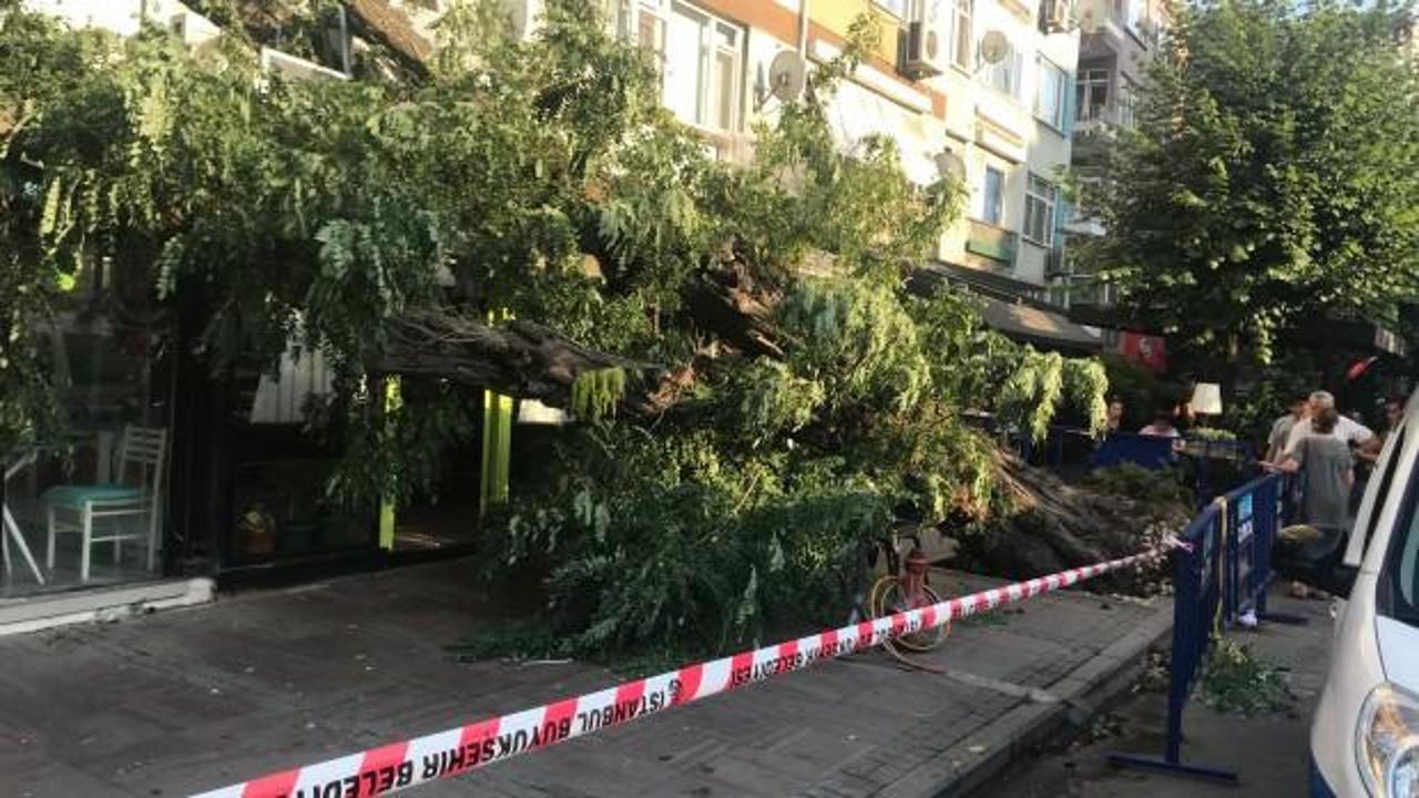 Beşiktaş’ta devrilen ağaç yürekleri ağza getirdi